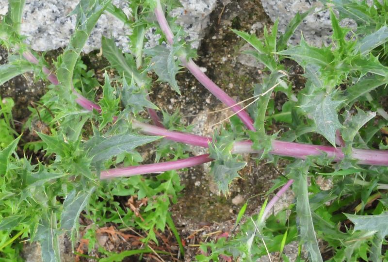 Carlina corymbosa
